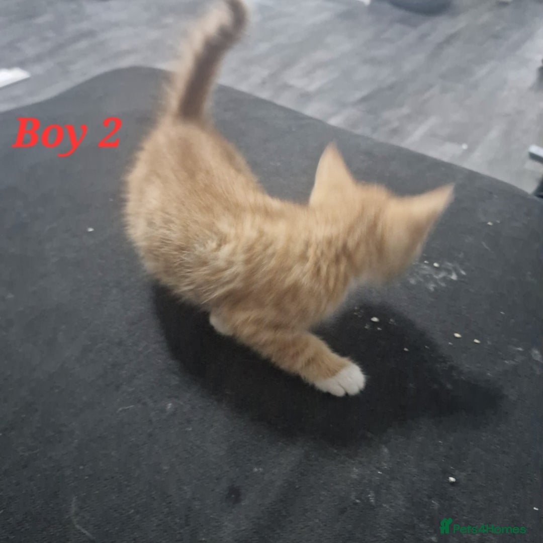 Mixed Breed cats for sale: Beautiful kittens for sale - Image 14