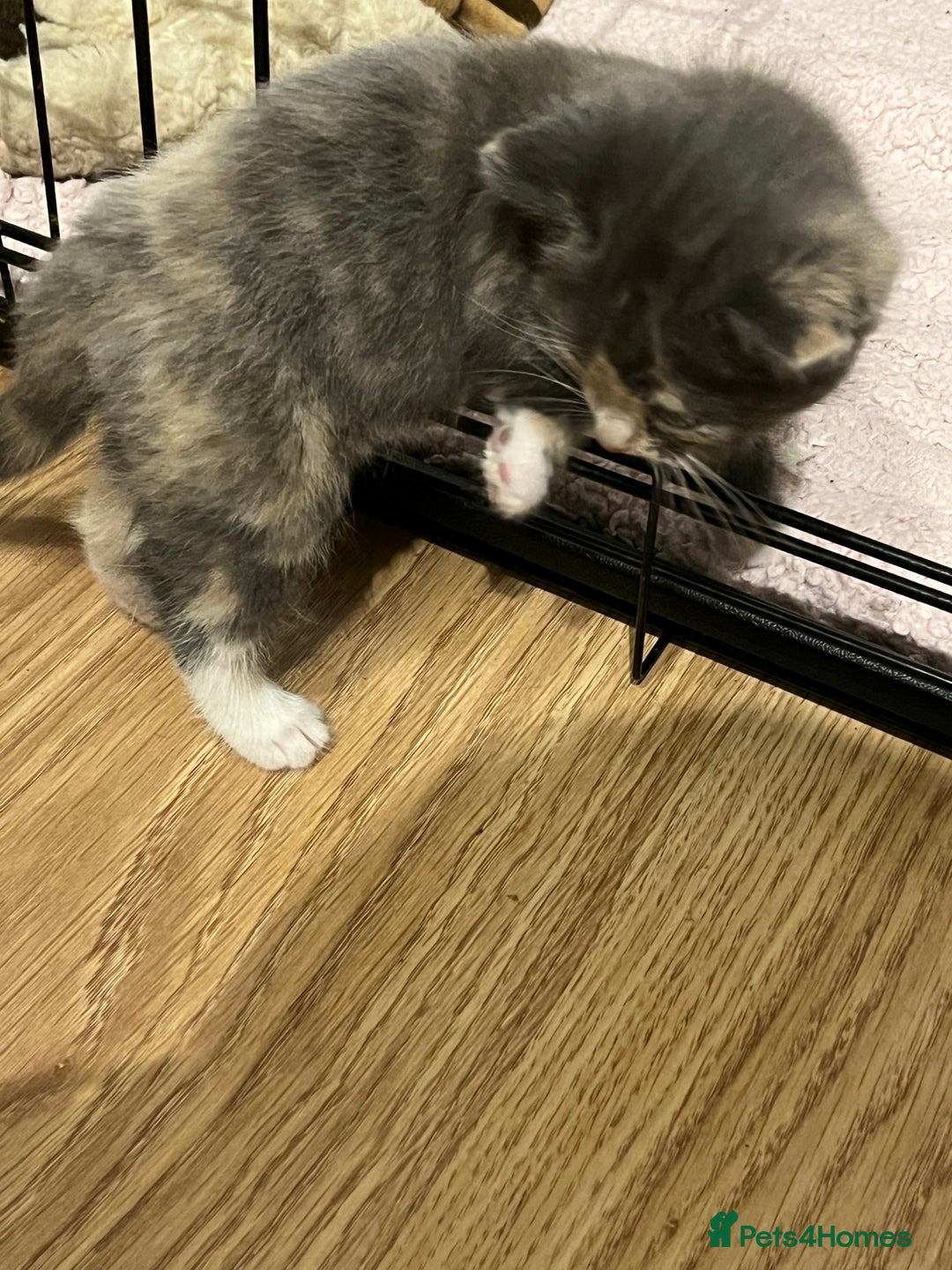 Ragdoll cats for sale: Long haired ragdoll cross kittens  - Advert 8