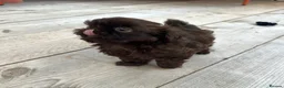 Shih Tzu dogs for sale: KC true chocolate imperial Shihtzu puppies  - Advert 18