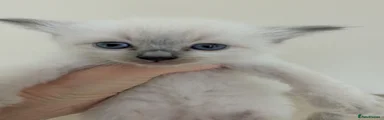 Ragdoll 2