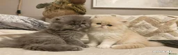 Persian cats for sale: Exotic Persian Kittens  - Advert 6