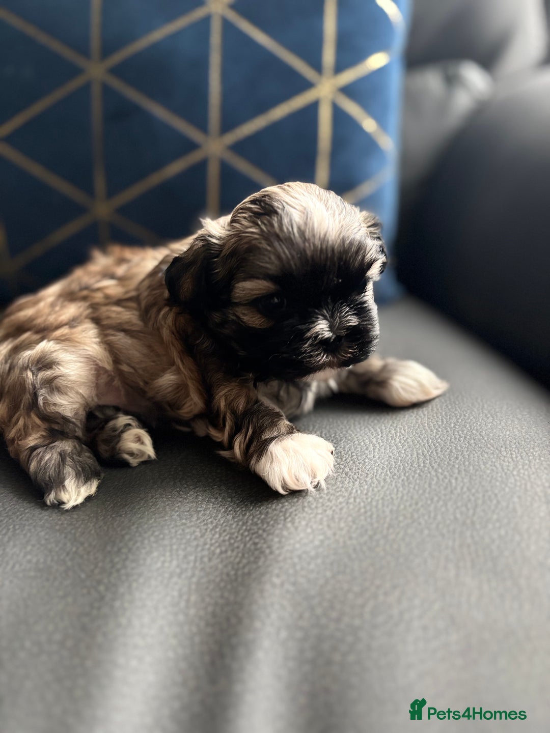 Shih Tzu dogs for sale: 💖 Imperial Shih Tzu Puppies 2 boys and 2 girls - Advert 20