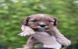 Cavapoo dogs for sale: Quality True mini Cavapoo Puppies in Eastleigh - Image 7