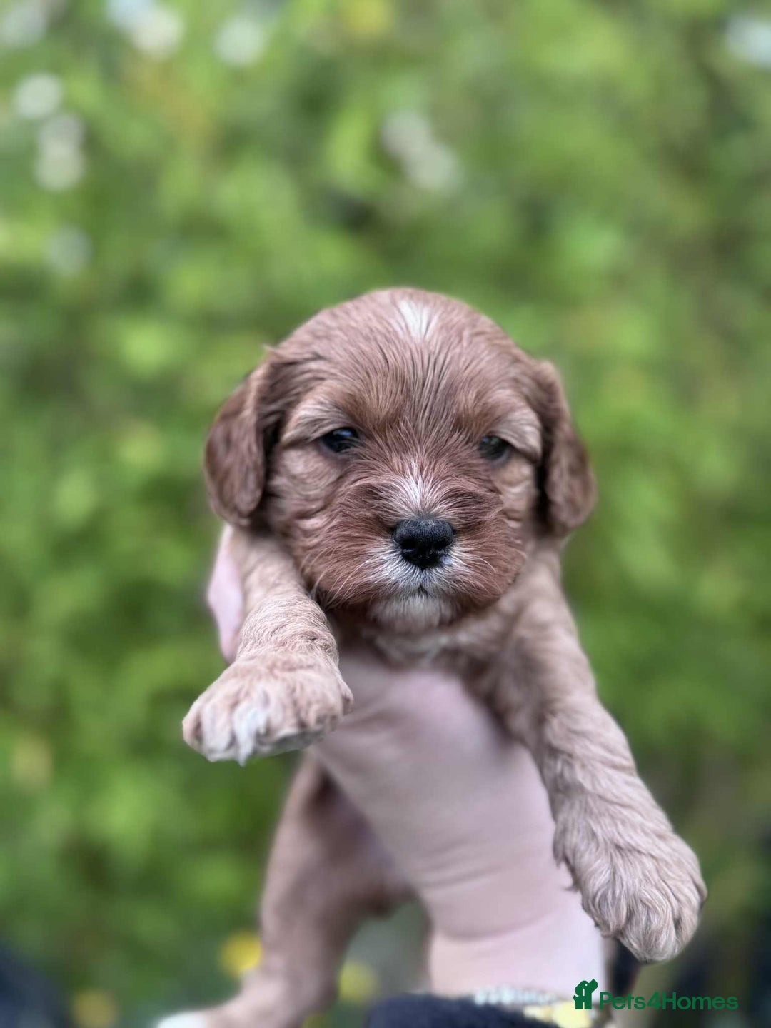 Cavapoo dogs for sale: Quality True mini Cavapoo Puppies in Eastleigh - Image 7