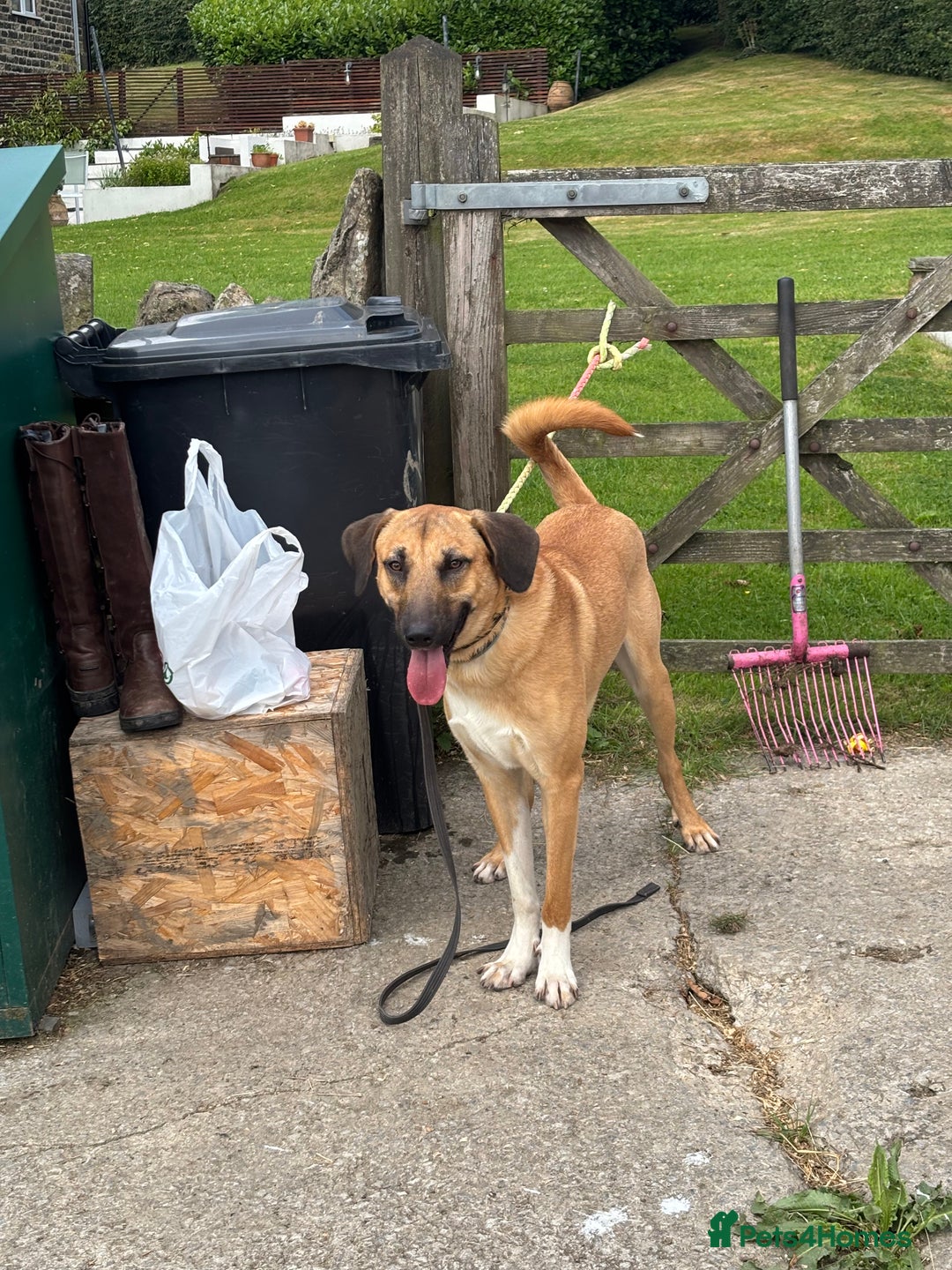 Mixed Breed dogs for sale: Kangal cross  - Image 1
