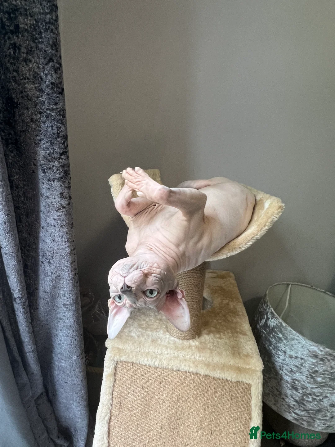 Sphynx cats for stud: Sphynx boy stud, in Wirral - Advert 17