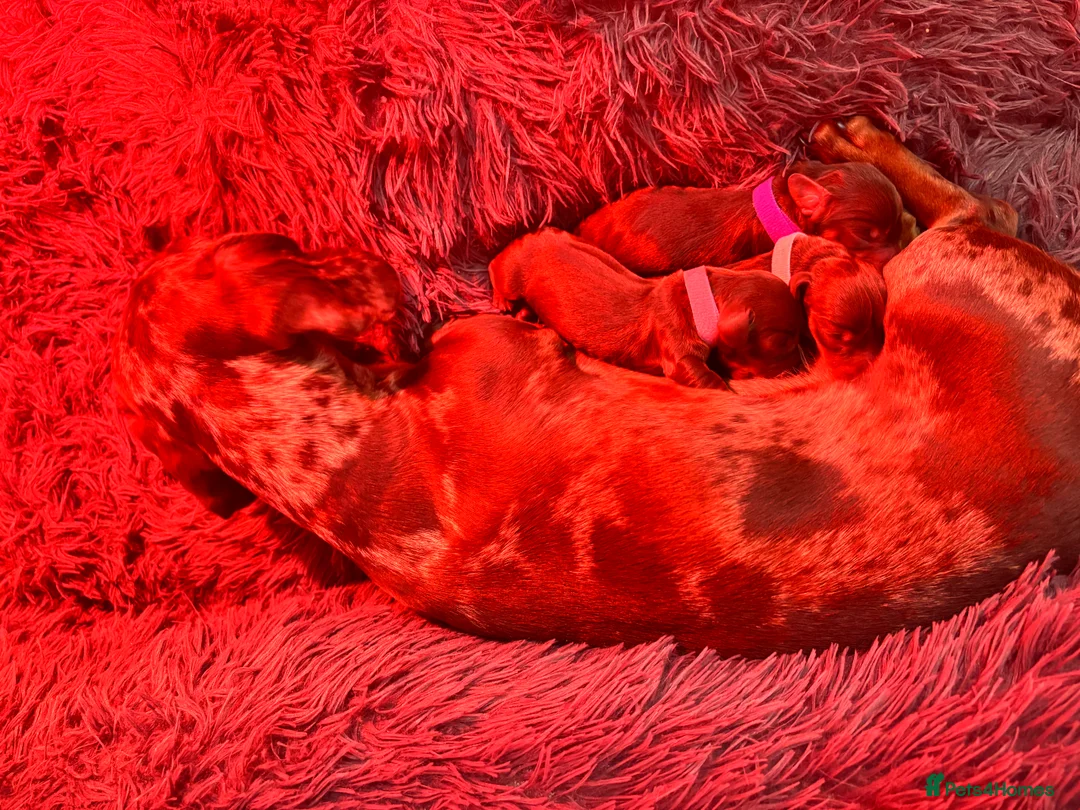 Miniature Dachshund dogs for sale: Choc / tan mini dachshund  - Advert 2