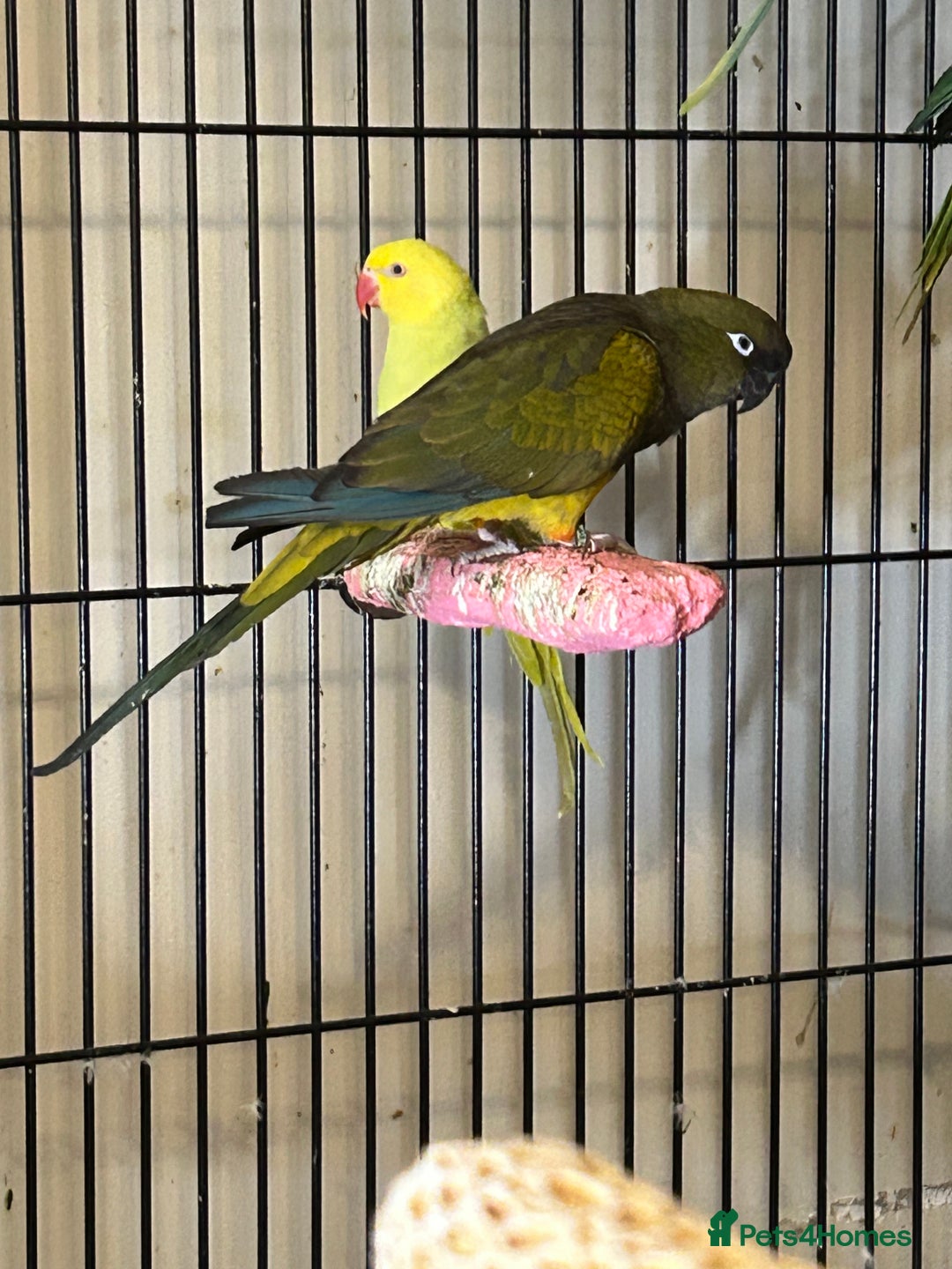 Parakeets birds for sale: Stunning Various Range Birds  - Image 20