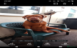 Dogue De Bordeaux dogs for sale: Marleys 17 months old - Image 5