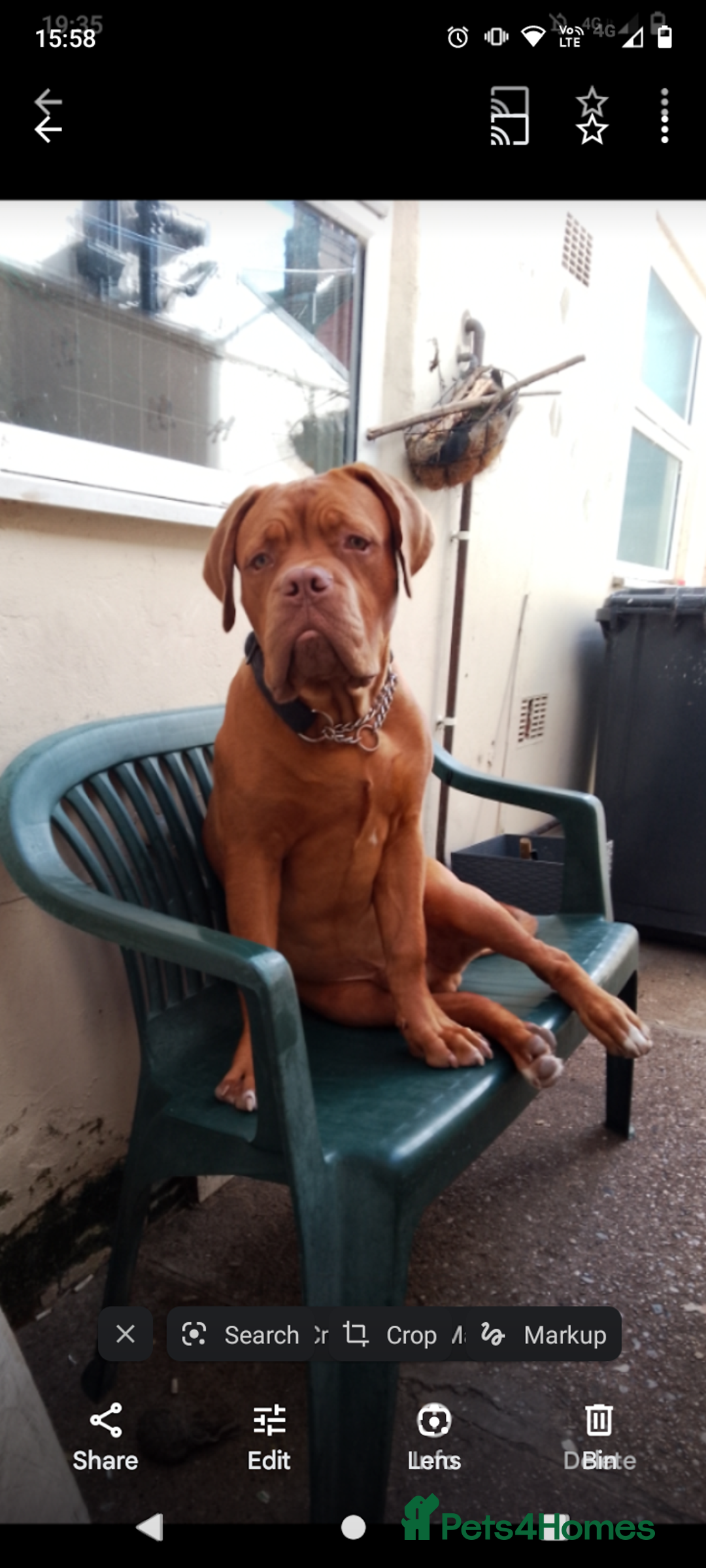 Dogue De Bordeaux dogs for sale: Marleys 17 months old - Image 5