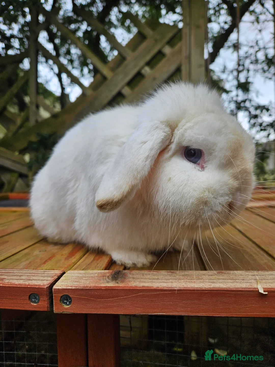 Mini Lop rabbits for sale: Mini lop bucks - Advert 8