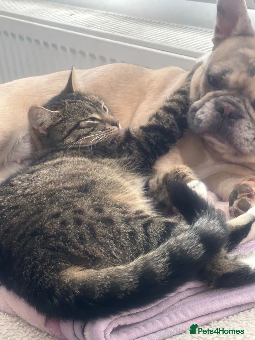 Mixed Breed cats for sale: 2 Beautiful Kittens  - Advert 2
