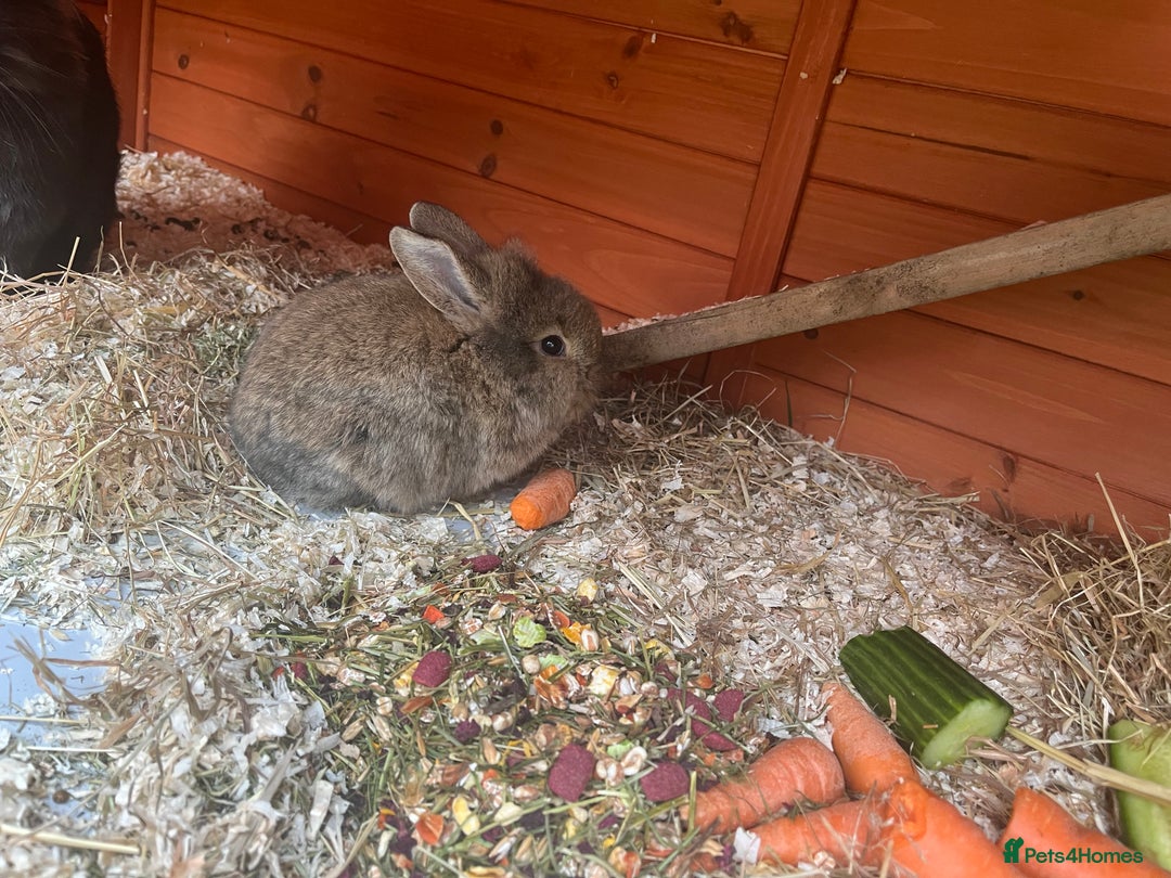 Mini Lop rabbits for sale: A Mix of Mini lop and Mini Lion Lop - Image 18