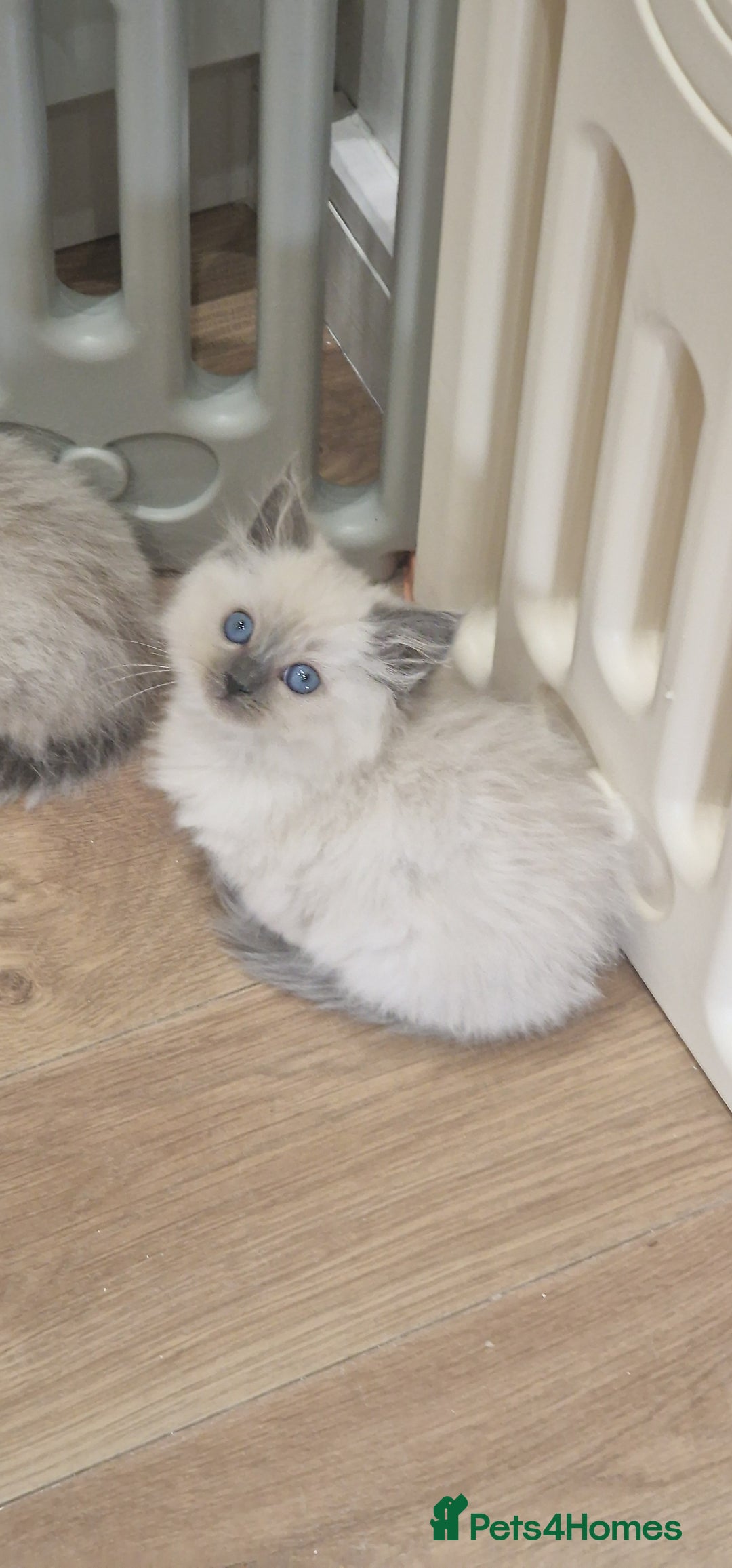 Ragdoll cats for sale: Ragdoll kittens ready now - Advert 9
