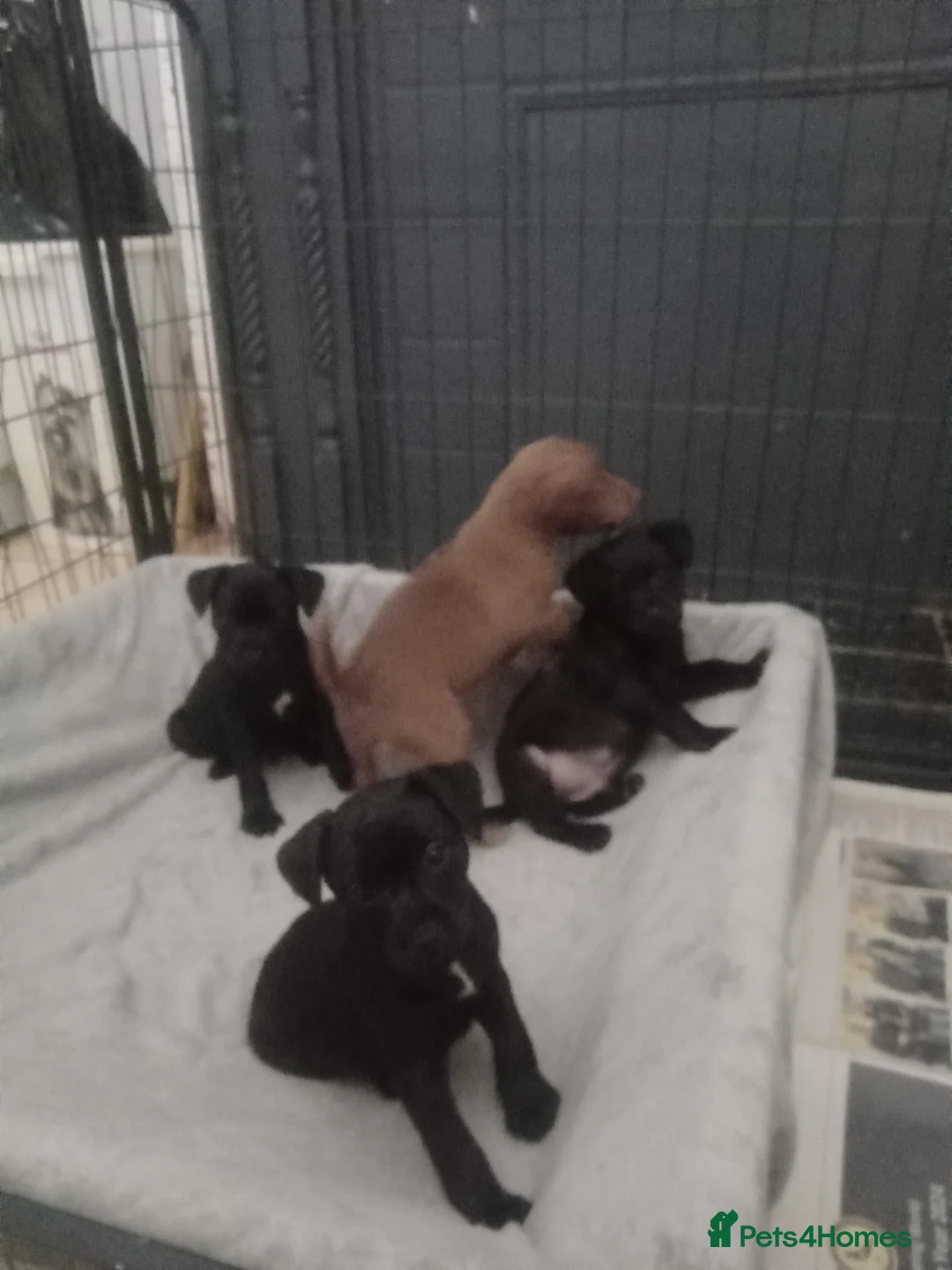 Patterdale Terrier dogs for sale: PATTERDALE PUPS FOR SALE READDY NOW  in Birkenhead - Advert 33