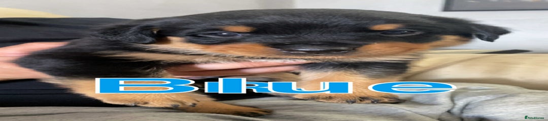 Rottweiler Puppy 5