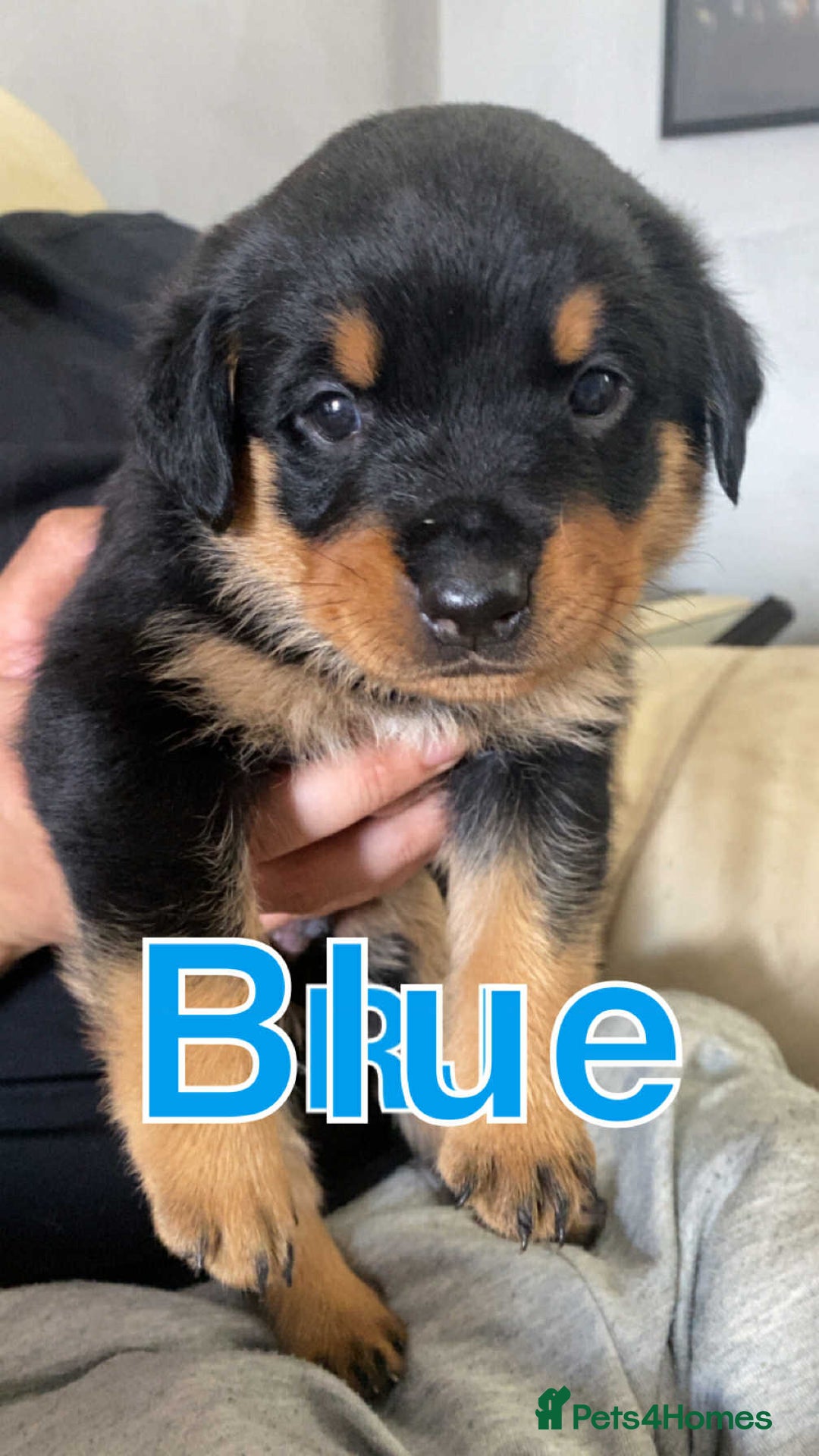 Rottweiler dogs for sale: Big Chunky litter of 7 Rottweilers  - Image 9