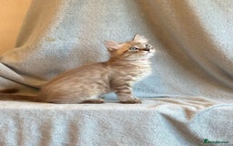 Ragdoll cats for sale: 6 Beautiful Ragdoll x Bengal kittens - Image 13