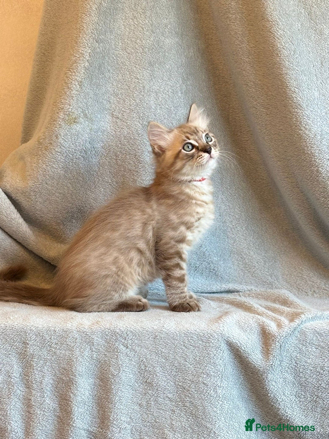 Ragdoll cats for sale: 6 Beautiful Ragdoll x Bengal kittens - Image 13