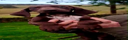 German Shorthaired Pointer dogs for sale: GSP puppies READY NOW - Advert 7