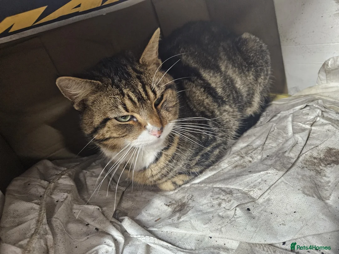 Mixed Breed cats for sale: Cat for good home FREE - Advert 2