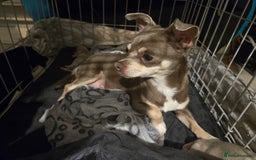 Chihuahua dogs for sale: Gorgeous Chihuahua Puppies Looking 4 Forever Homes - Image 25