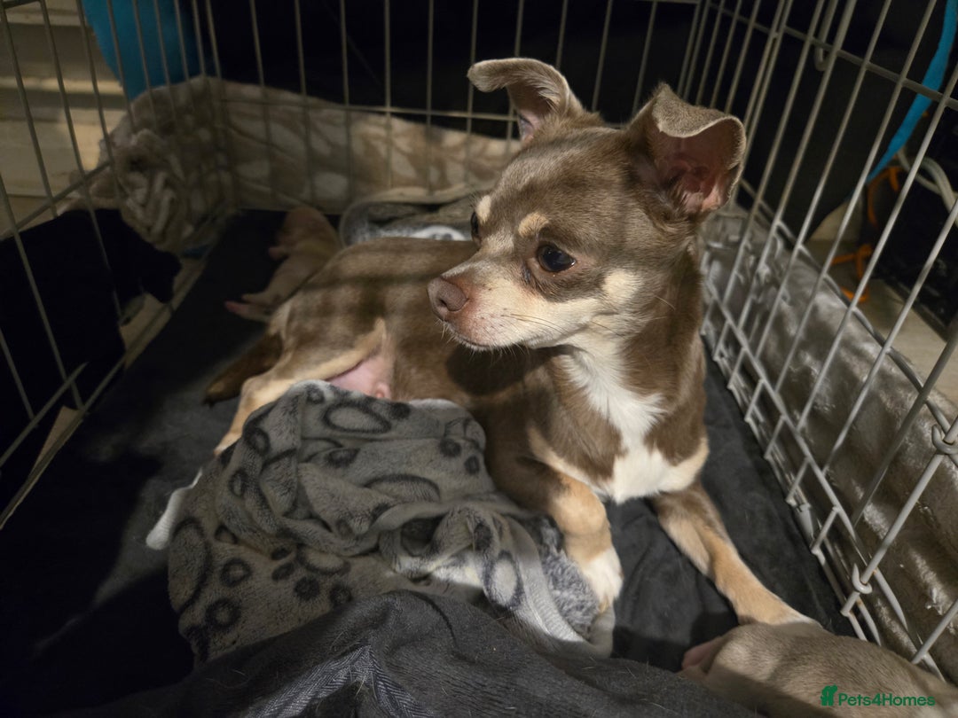 Chihuahua dogs for sale: Gorgeous Chihuahua Puppies Looking 4 Forever Homes - Image 25
