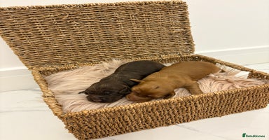 Cocker Spaniel dogs - Advert 16