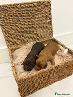 Cocker Spaniel dogs - Advert 16