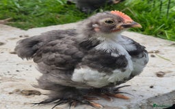 Chickens poultry for sale: Pekin bantam cockerils  - Image 2