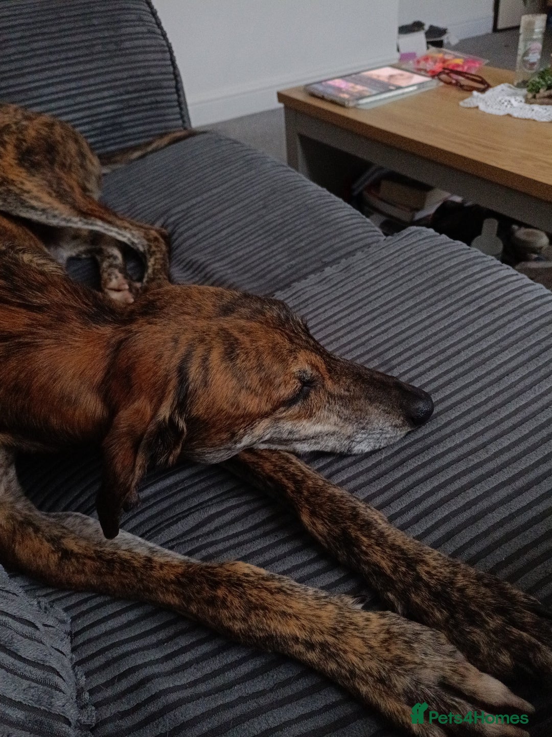 Greyhound dogs for sale: Beautiful Greyhound ready for new chapter - Advert 13