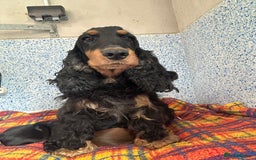 Cocker Spaniel dogs for sale: Beautiful cocker spaniel Boys  - Image 4
