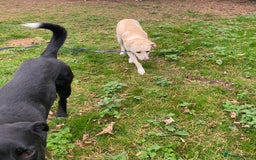 Mixed Breed dogs for adoption: Meet BLUE !  A Labrador-mix Boy for a Loving Home - Image 36
