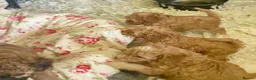 Cockapoo dogs for sale: 🐶Ready 23rd July🐶 Toy and min cockapoo F1bb. - Advert 17