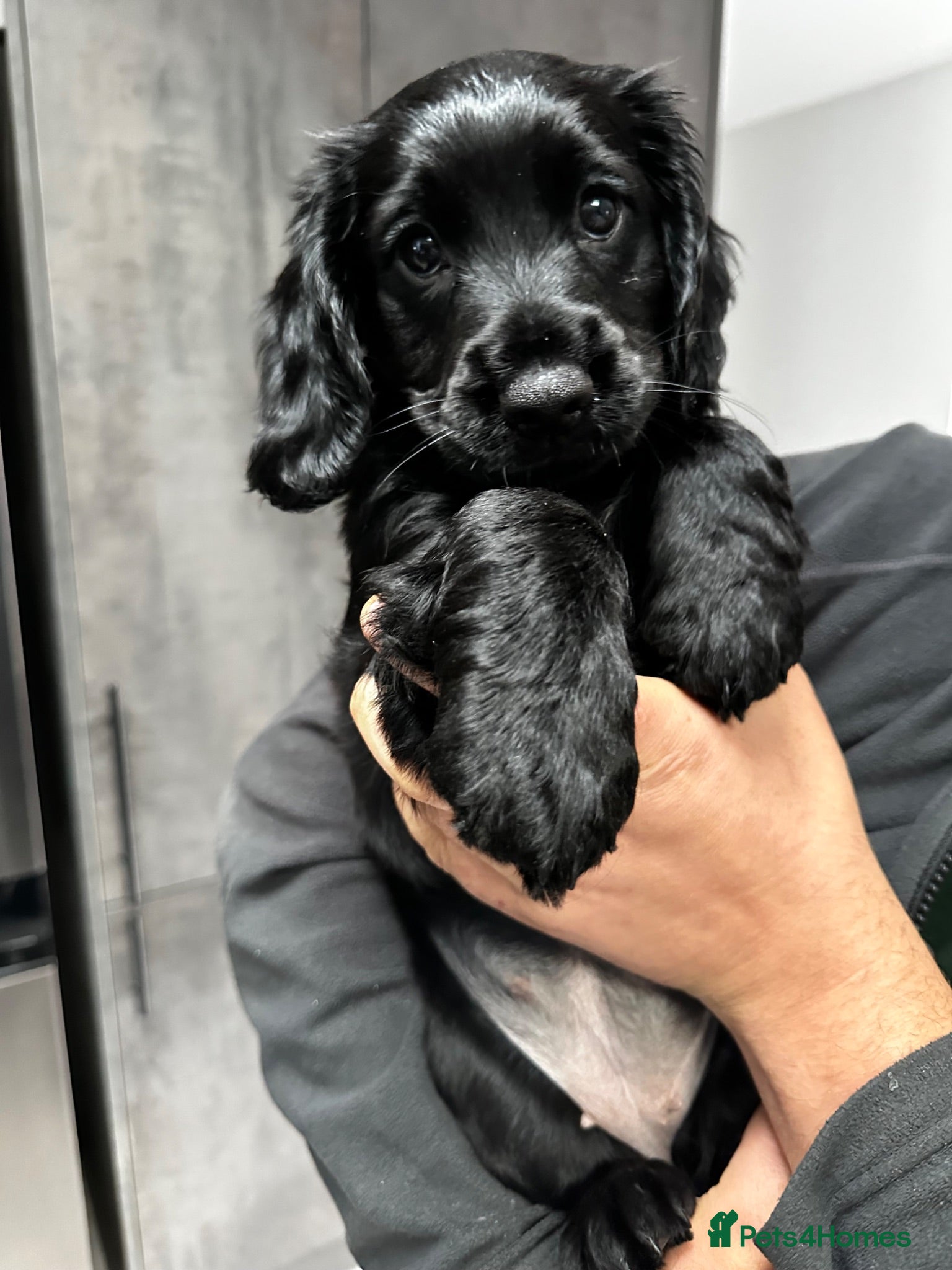 Cocker Spaniel dogs KC Registered Cocker Spaniels– 🔥READY NOW🔥 - Advert 11
