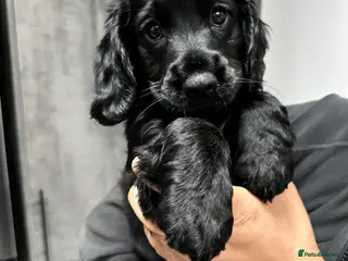 Cocker Spaniel dogs KC Registered Cocker Spaniels– 🔥READY NOW🔥 - Advert 11