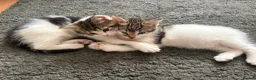 Mixed Breed cats for sale: 3 female Kittens for sale - Advert 6