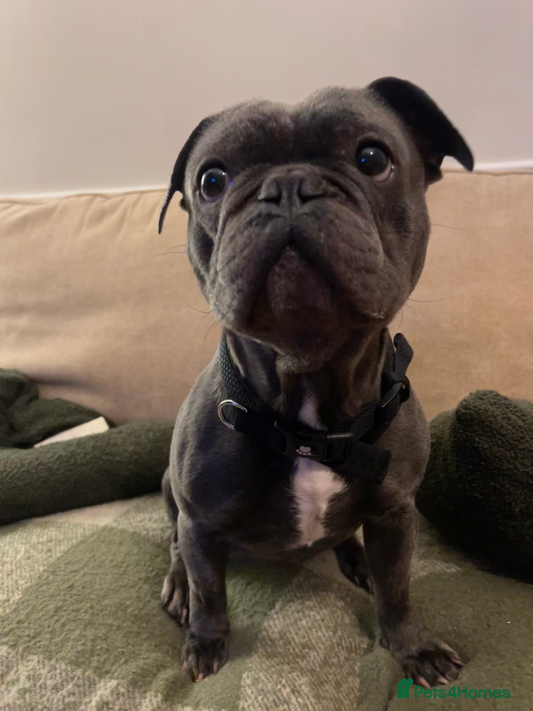 French Bulldog dogs for sale: French Bulldog called Baloo - Advert 3