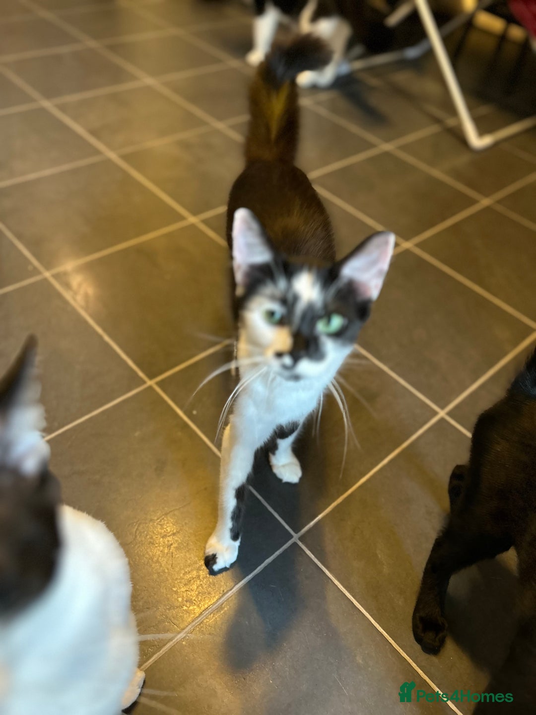 Mixed Breed cats for sale: 3kittens 5months 1male 10months 1 female 10month - Image 4