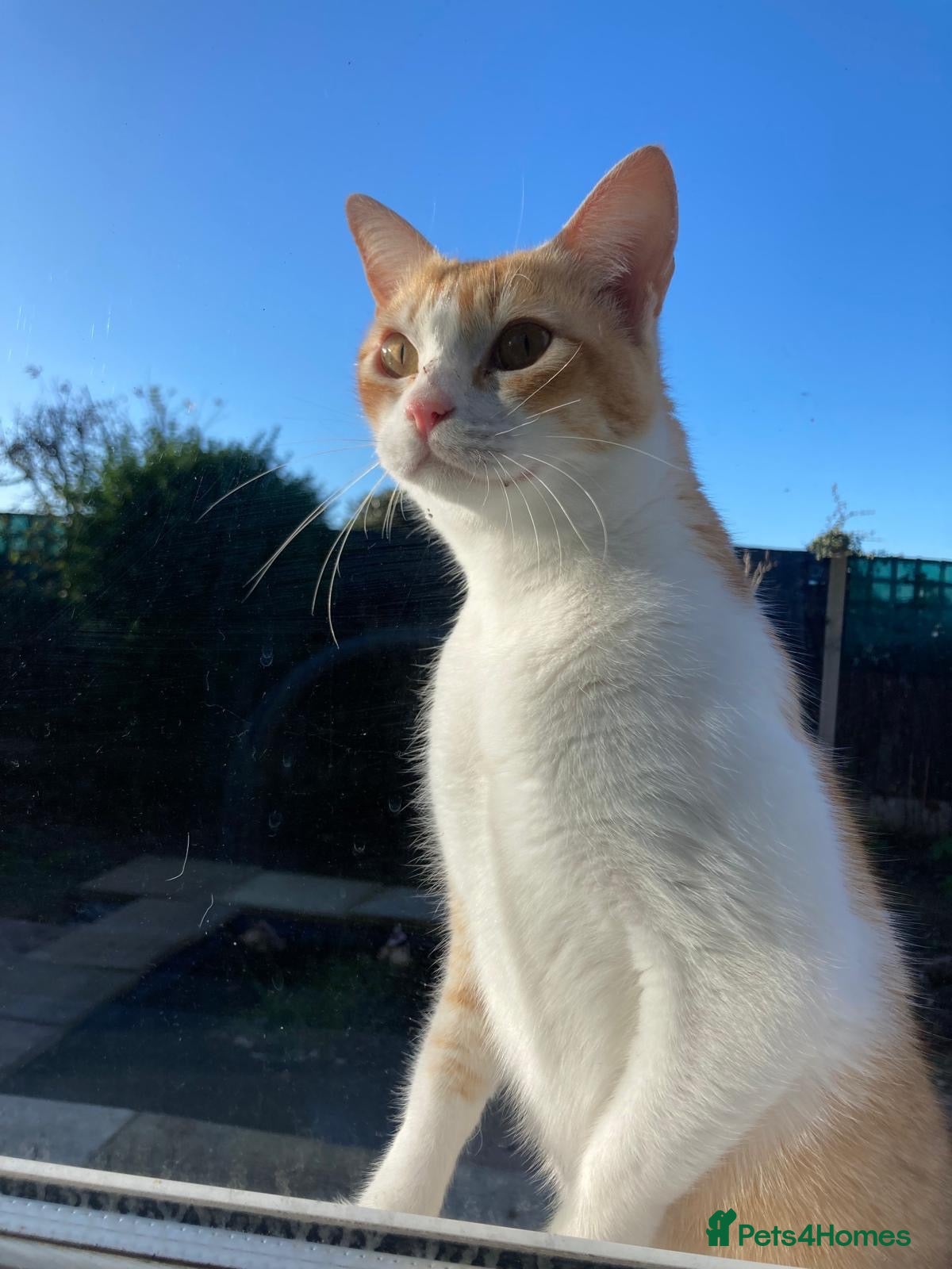 Domestic Shorthair cats Beautiful Ginger and White Shorthair 6 years old  - Advert 1