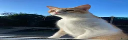 Domestic Shorthair cats for sale: Beautiful Ginger and White Shorthair 6 years old  - Advert 1