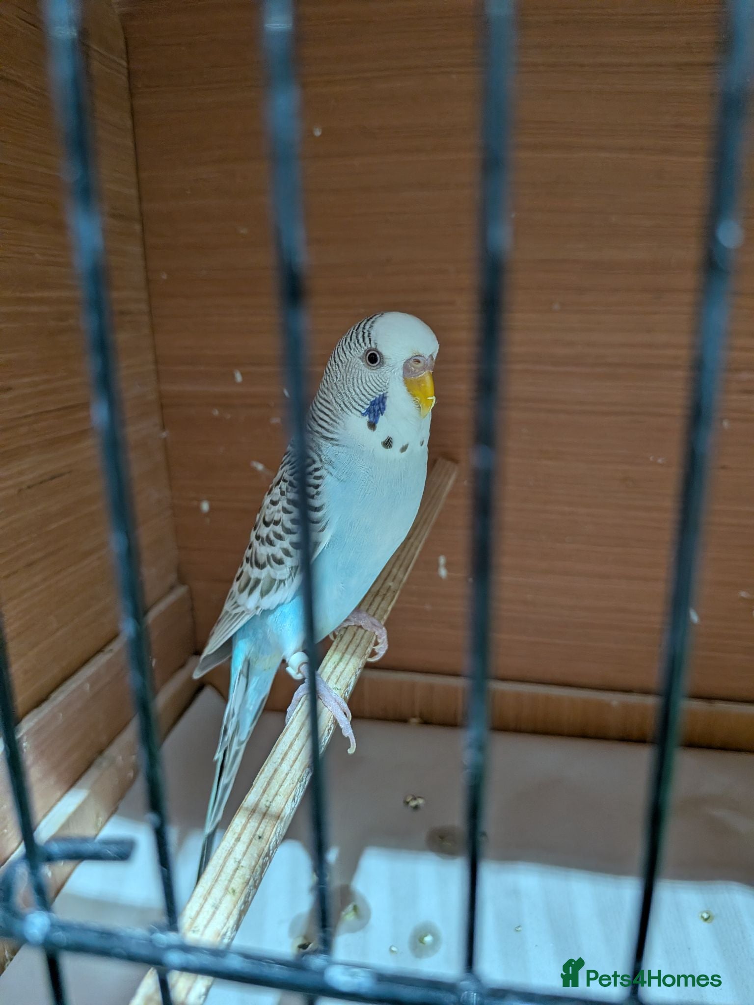 Budgerigars birds Budgie German Fallow  - Advert 2