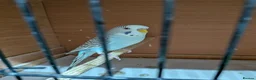 Budgerigars birds for sale: Budgie German Fallow  - Advert 1