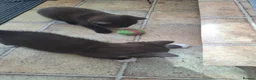 Mixed Breed cats for sale: 6 mixed-breed kittens - Advert 12