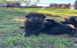 German Shepherd dogs for sale: German shepherd puppies  - Image 25