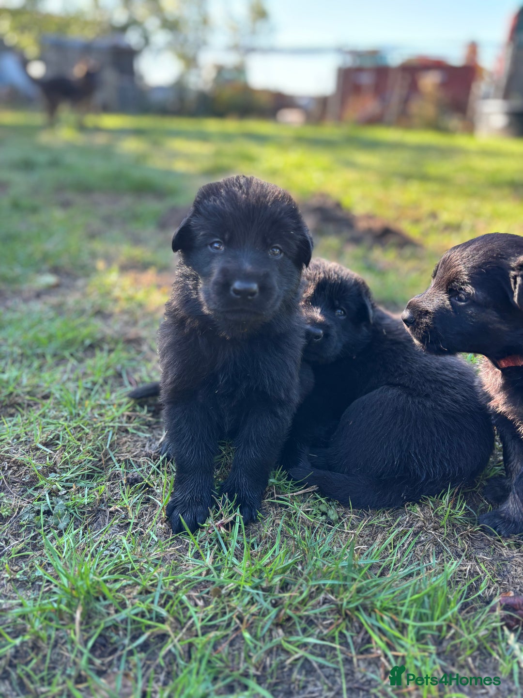 German Shepherd dogs for sale: German shepherd puppies  - Image 25