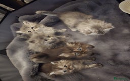 Persian cats for sale: Persian kittens for sale  - Image 2