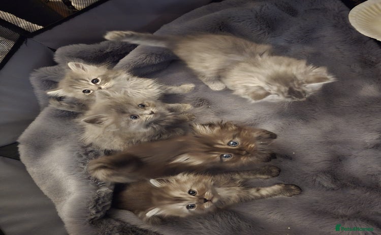 Persian cats - Advert 1