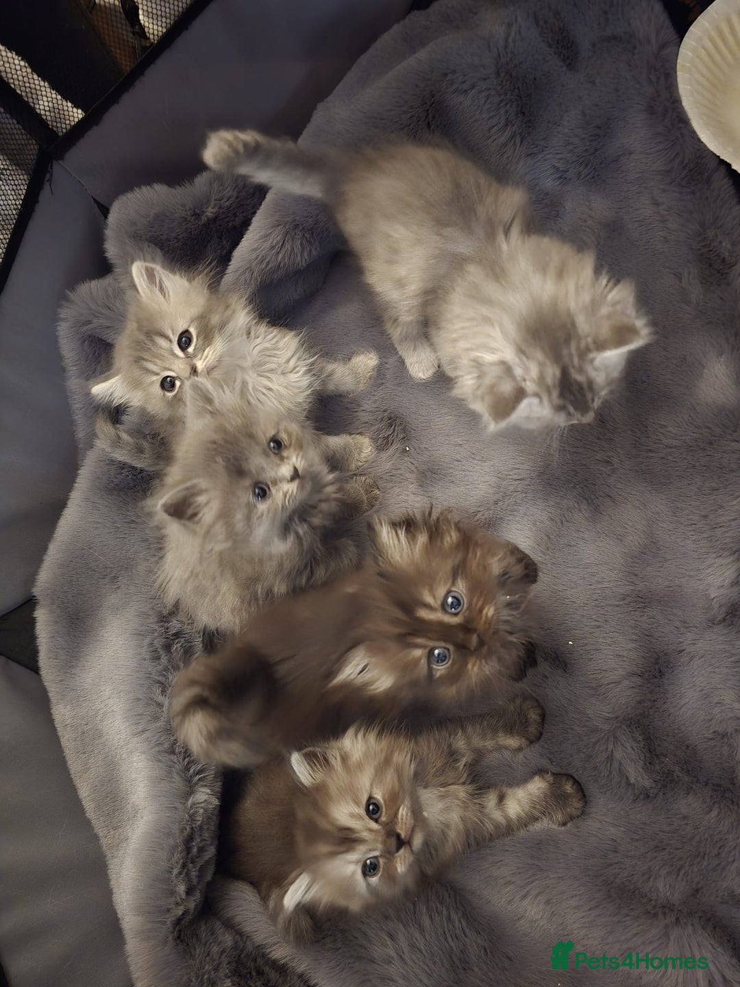 Persian cats for sale: Persian kittens for sale  - Image 2