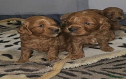 Cockapoo dogs for sale: Cockapoo puppies - Image 8